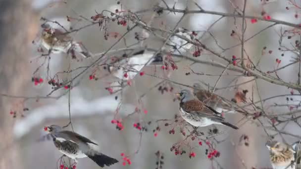 Ardıç Kuşu Tarlasında Meyve Yer Kuş Yer — Stok video