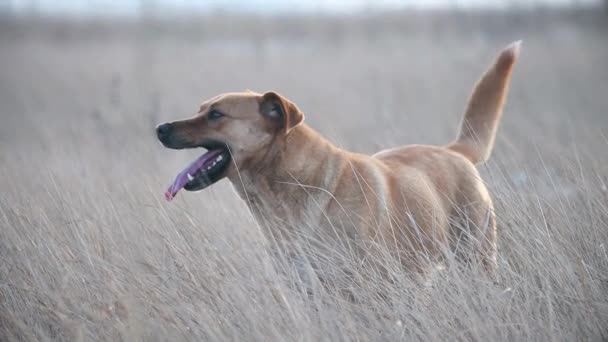 Красиві Червоні Собаки Позіхають Весело Посміхаються Зимовий Період — стокове відео
