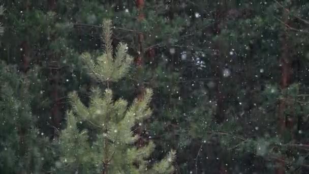 Neve Cade Grandi Fiocchi Sullo Sfondo Della Foresta Periodo Invernale — Video Stock
