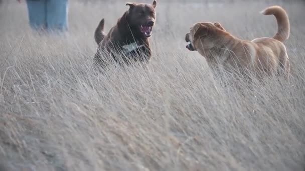 Dwa Piękne Psy Spacer Okres Zimowy — Wideo stockowe