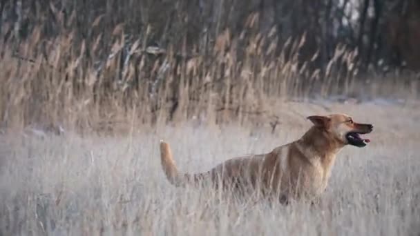 Собака Проходить Повільний Рух Через Суху Траву Зимовий Період — стокове відео