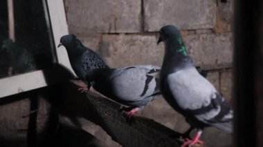 Güvercinler geceleri tüylerinde güzel bir parıltıyla öterler. Kuş sembolü.