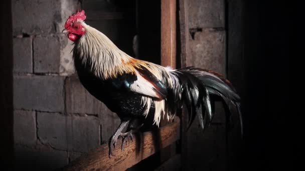 Belo Galo Senta Uma Galinha Olha Volta Símbolo Pássaro — Vídeo de Stock