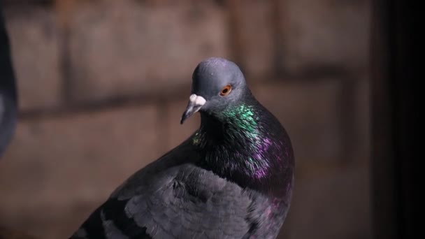 英俊的鸽子 脖子上有钢铁色 鸟的象征 — 图库视频影像