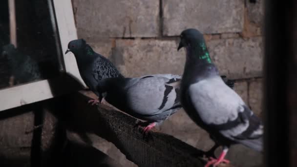 Duvor Coo Natten Med Vacker Glans Fjädrar Fågel Symbol — Stockvideo