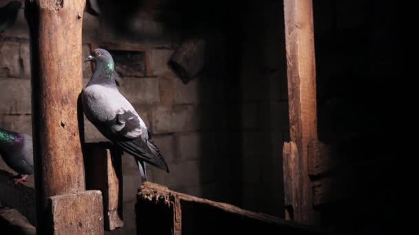 Gołębie Siedzą Gołębiu Nocy Symbol Ptaka — Wideo stockowe