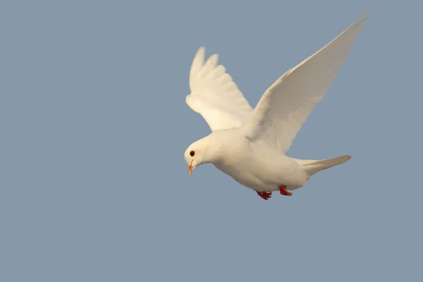 white dove flying on blue sky, exclusive