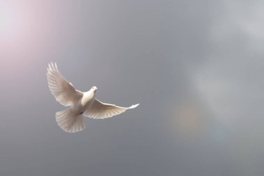 white dove spreading its wings flies on a gray sky with a beam of light, animal - symbol