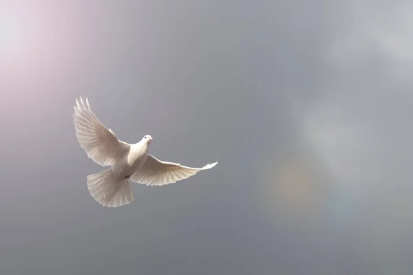 White Dove Spreading Its Wings Flies Gray Sky Beam Light 스톡 사진