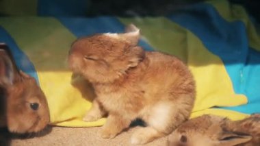 cute bunny flutters its ears, animal - symbol