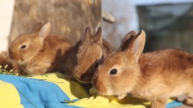 little rabbits near the mirror with reflection, animal - symbol