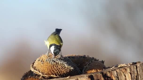 Beautiful Bird Takes Out Sunflower Seed Flies Away Animal Symbol — Wideo stockowe