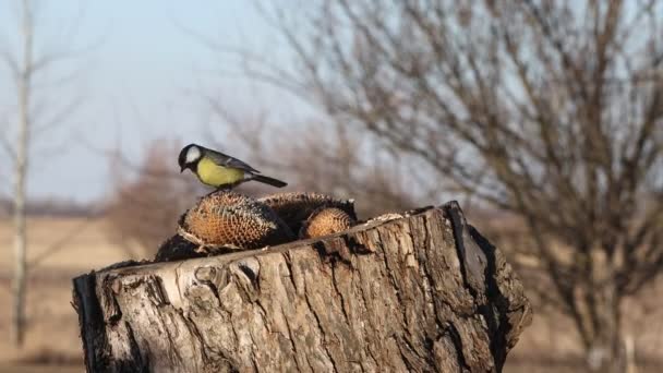 美丽的鸟儿在冬天成群结队地觅食 动物的象征 — 图库视频影像