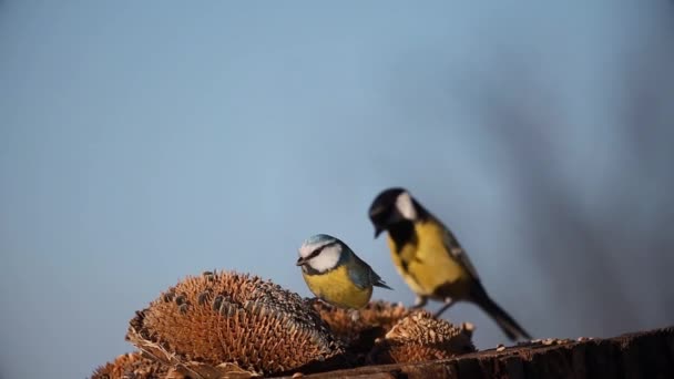 Vackra Fåglar Tar Fram Ett Solrosfrö Och Flyger Iväg Djur — Stockvideo