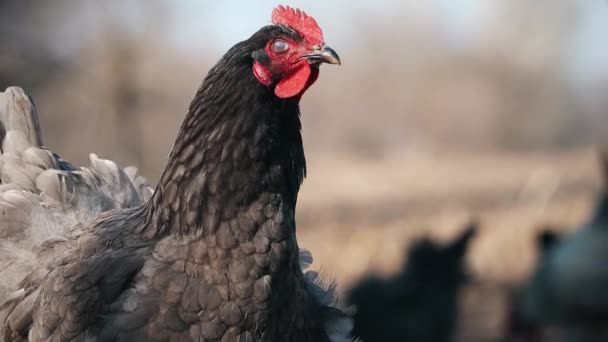 Beautiful Chicken Looking Camera Stands Wind Animal Symbol — Vídeos de Stock