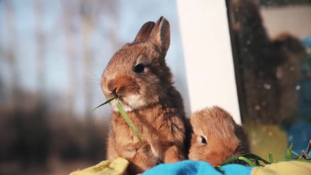 かわいい赤いウサギは草 動物を食べる シンボル — ストック動画