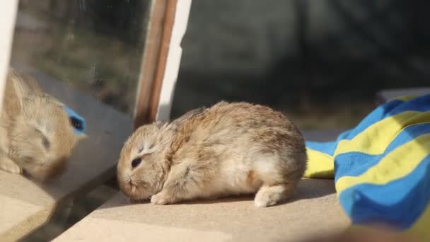 Маленький Кролик Смотрит Зеркало Животное Символ — стоковое видео