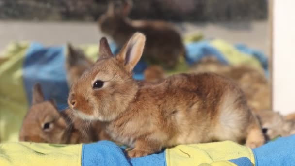 Little Red Rabbits Mirror Reflection Animal Symbol — Vídeo de stock