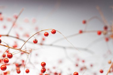 red berries unique nature design