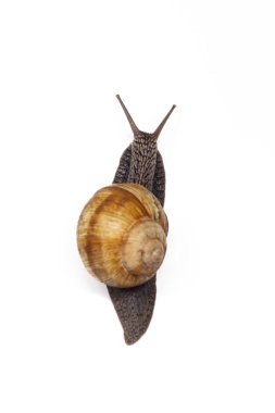 snail creeps up on a white background