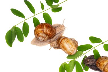 snails and spring greens isolated on white