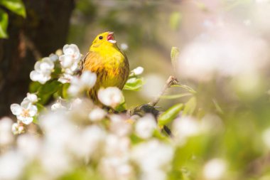 beautiful yellow bird among spring flowering branches, spring beauty