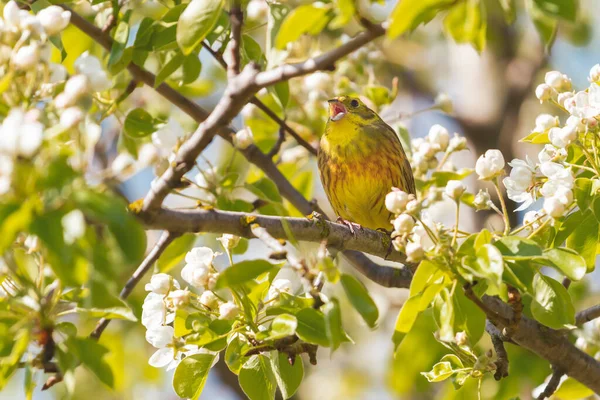 yellowhammer among of a flowering tree, spring beauty