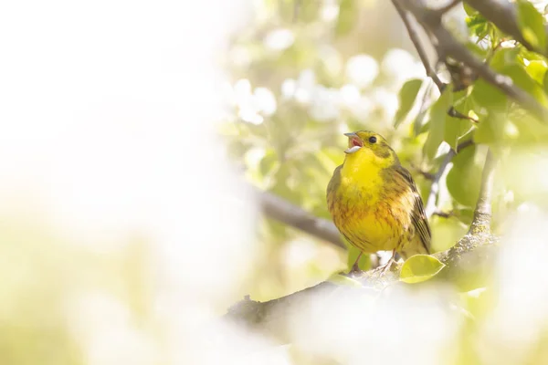 yellowhammer sings a song on a flowering tree, spring beauty