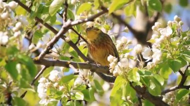 beautiful bird sings a spring song on a flowering tree, spring beauty