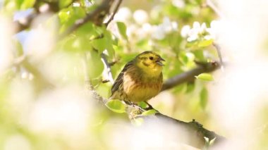 bird sings a spring song on a flowering tree, spring beauty