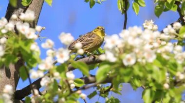 yellowhammer jumps on flowering branches, spring beauty