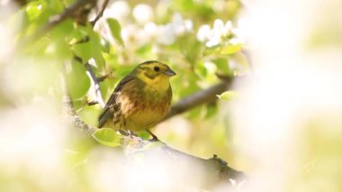 yellowhammer sings a spring song on a flowering tree, spring beauty