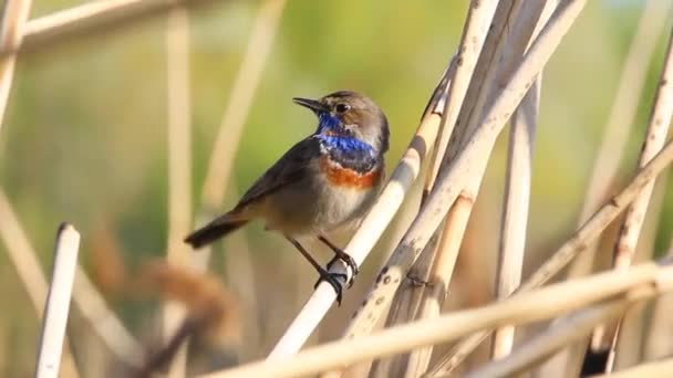 Bluethroat Sings Spring Song Spring Beauty — Video Stock