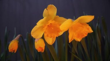 daffodils in the evening light in spring , spring season