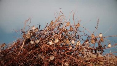 Sparrows chirp on a spring evening , spring season