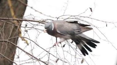 wood pigeon on a tree gathers branches for a nest , spring season