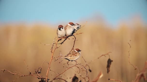 Sparrows Sit Thin Branch Spring Evening Spring Season — Stock video
