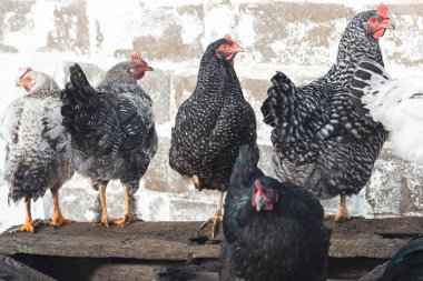 beautiful chickens on the farm stand in a row , bright shots