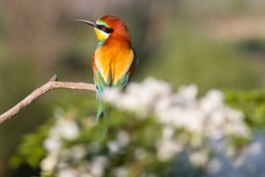 beautiful wild bird bee-eater on a flowering branch , bright shots