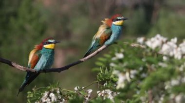 beautiful wild bird bee-eaters among spring flowering branches , bright shots