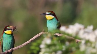beautiful wild birds courting among spring flowering branches , bright shots