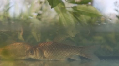 carp in spring water, on a green background , bright shots