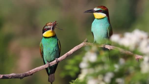 Beautiful Bee Eaters Courting Spring Flowering Branches Bright Shots — Αρχείο Βίντεο