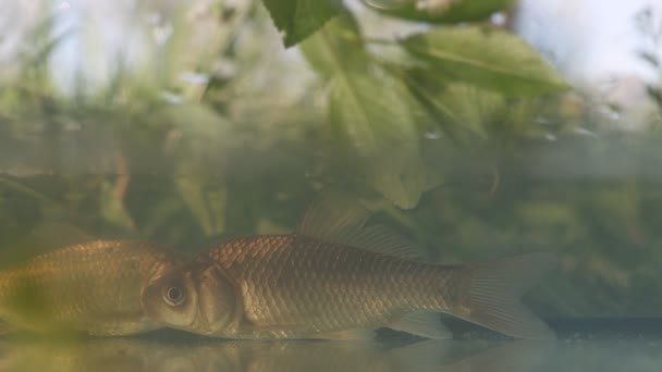 Carp Spring Water Green Background Bright Shots — Stockvideo