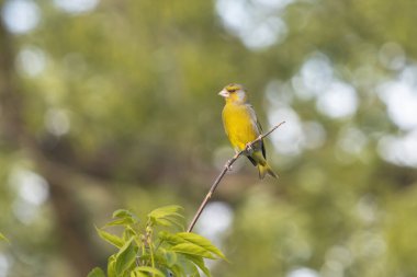 greenfinch sits on a thin branch in spring , bright shots