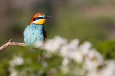 wild bird bee-eater on a flowering branch , bright shots