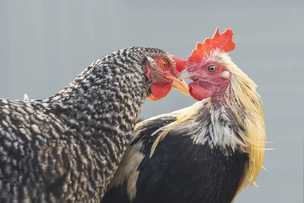 chickens in love look at each other , bright shots
