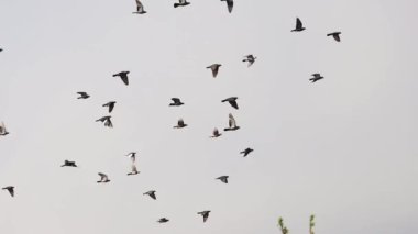flock of pigeons flying on the background of the rainbow slow motion , bright shots