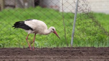 white stork on freshly plowed land collects small animals , bright shots