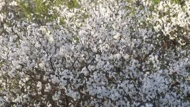 Cherry Blossom Billions Flowers Bright Shots — Stockvideo